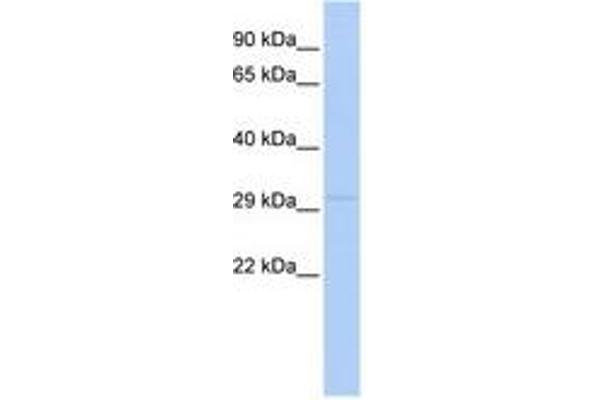 LYPD4 Antikörper  (N-Term)