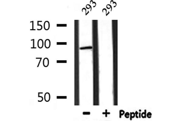 MASTL Antikörper  (C-Term)