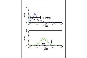 SPRY4-Y75 Antibody (ABIN652338 and ABIN2841560) flow cytometric analysis of K562 cells (bottom histogram) compared to a negative control cell (top histogram).