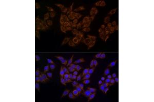 Immunofluorescence analysis of HeLa using FDX1/ADX Rabbit mAb (ABIN7267167) at dilution of 1:100 (40x lens). (Ferredoxin1 (FDX1) Antikörper)