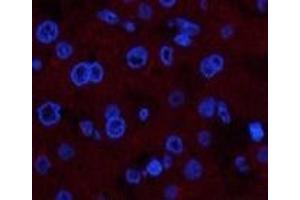 Immunofluorescence (IF) image for anti-Collagen, Type IV, alpha 1 (COL4A1) antibody (ABIN7250377)