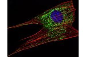 Immunofluorescence analysis of NIH/3T3 cells using KLHL11 mouse mAb (green). (KLHL11 Antikörper)