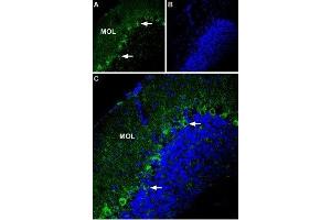 Expression of P2X1 Receptor in mouse cerebellum - Immunohistochemical staining of mouse cerebellum using Anti-P2X1 Receptor (extracellular) Antibody (ABIN7043571, ABIN7045096 and ABIN7045097). (P2RX1 Antikörper  (Extracellular))