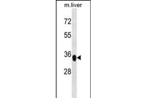 YIPF3 antibody  (C-Term)
