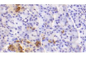 Detection of GCG in Human Pancreas Tissue using Polyclonal Antibody to Glucagon (GCG) (Glucagon Antikörper  (AA 23-180))