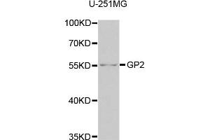 Western blot analysis of extracts of U-251MG cells, using GP2 antibody (ABIN5975023) at 1/1000 dilution. (GP2 Antikörper)