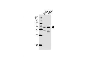 Western Blot at 1:1000 dilution Lane 1: Hela whole cell lysates Lane 2: A549 whole cell lysates Lysates/proteins at 20 ug per lane. (NFIC Antikörper  (AA 180-208))