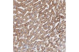 Immunohistochemical staining (Formalin-fixed paraffin-embedded sections) of human liver shows strong cytoplasmic positivity in hepatocyte cells. (TST Antikörper)