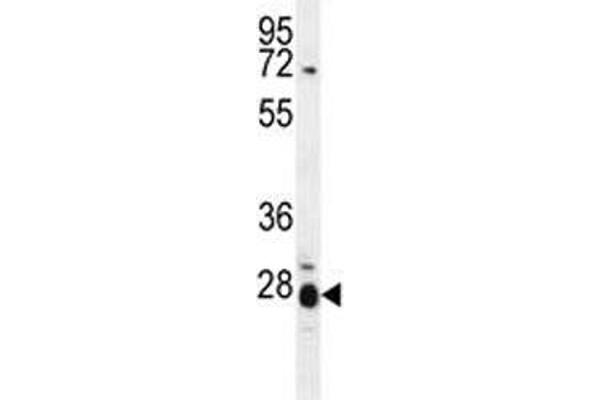 IL17B antibody  (AA 39-66)