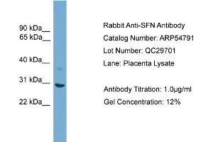 WB Suggested Anti-SFN  Antibody Titration: 0. (14-3-3 sigma/SFN Antikörper  (N-Term))