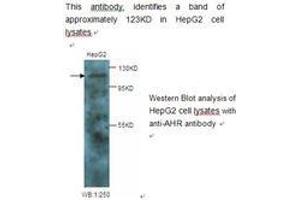 Image no. 1 for anti-Aryl Hydrocarbon Receptor (AHR) antibody (ABIN790782) (Aryl Hydrocarbon Receptor Antikörper)