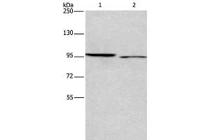 Western Blot analysis of 293T and Hela cell using ICAM5 Polyclonal Antibody at dilution of 1:500 (ICAM5 Antikörper)