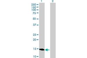 Western Blot analysis of BATF expression in transfected 293T cell line by BATF MaxPab polyclonal antibody. (BATF Antikörper  (AA 1-125))