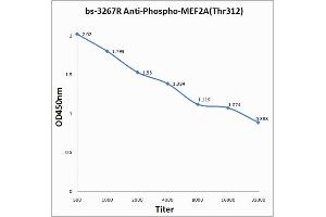 Antigen: 0. (MEF2A Antikörper  (pThr312))