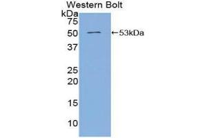Western Blotting (WB) image for anti-Angiopoietin 4 (ANGPT4) (AA 305-503) antibody (ABIN3208134) (Angiopoietin 4 Antikörper  (AA 305-503))