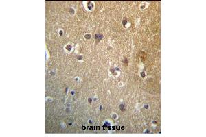 HDAC3 Antibody (C-term) (ABIN657220 and ABIN2846325) immunohistochemistry analysis in formalin fixed and paraffin embedded human brain tissue followed by peroxidase conjugation of the secondary antibody and DAB staining. (HDAC3 Antikörper  (C-Term))
