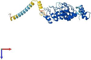 ASB5 Protein (AA 1-329) (His tag)