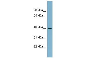 WB Suggested Anti-MOS Antibody Titration: 0. (MOS Antikörper  (Middle Region))