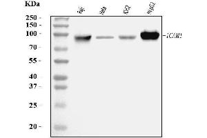 Western blot analysis of ICAM1 using anti-ICAM1 antibody (ABIN7601066).