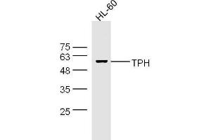 HL-60 cell lysates probed with Rabbit Anti-Trptophan Hydroxylase Polyclonal Antibody, Unconjugated  at 1:500 for 90 min at 37˚C. (Trptophan Hydroxylase (AA 31-150) Antikörper)