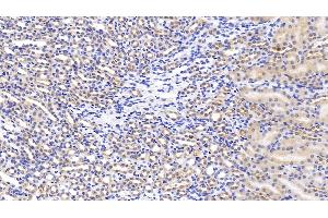 Detection of HGF in Mouse Kidney Tissue using Polyclonal Antibody to Hepatocyte Growth Factor (HGF) (HGF Antikörper  (AA 482-710))