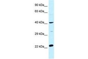 Image no. 1 for anti-Coiled-Coil Domain Containing 68 (CCDC68) (AA 121-170) antibody (ABIN6747905) (CCDC68 Antikörper  (AA 121-170))