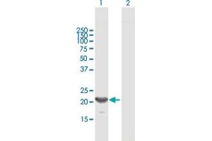 Western Blot analysis of GINS1 expression in transfected 293T cell line by GINS1 MaxPab polyclonal antibody. (GINS1 Antikörper  (AA 1-196))