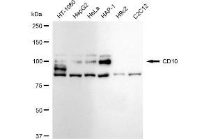 Western blotting analysis using CD10 antibody (ABIN7799366).