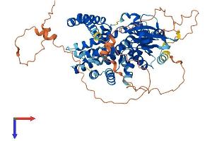 ADCK2 Protein (AA 1-626) (His tag)