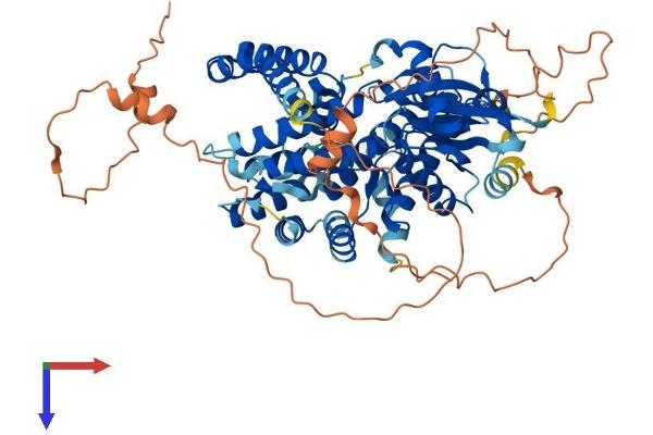 ADCK2 Protein (AA 1-626) (His tag)