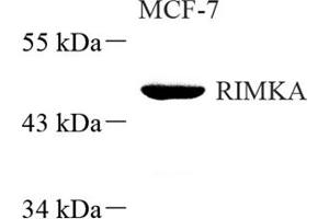 Western blot analysis of RIMKA (ABIN7075427) at dilution of 1: 500