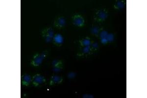 Anti-ANXA3 mouse monoclonal antibody (ABIN2453991) immunofluorescent staining of COS7 cells transiently transfected by pCMV6-ENTRY ANXA3 (RC201540). (Annexin A3 Antikörper)