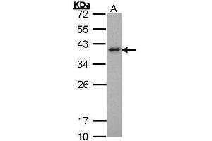 WB Image Sample (30 ug of whole cell lysate) A: Hela 12% SDS PAGE antibody diluted at 1:1000 (SPI1 Antikörper  (Center))