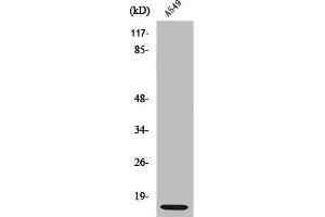 Western Blot analysis of RAW264. (RPL3 Antikörper  (C-Term))