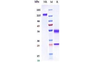 Anti-HGF / SF Reference Antibody (rilotumumab) on SDS-PAGE under reducing (R) condition.