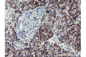 Immunohistochemical staining of paraffin-embedded Human pancreas tissue using anti-PPIL6 mouse monoclonal antibody. (PPIL6 Antikörper)