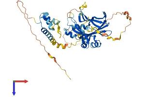 TEAD2 Protein (AA 1-445) (His tag)