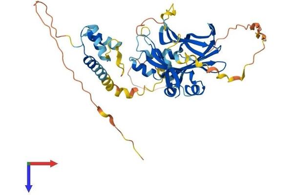 TEAD2 Protein (AA 1-445) (His tag)