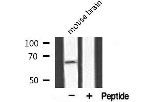 Western blot analysis of extracts from mouse brain, using APPBP2 antibody. (APPBP2 Antikörper  (Internal Region))