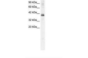Image no. 3 for anti-TSC22 Domain Family, Member 4 (TSC22D4) (N-Term) antibody (ABIN202421) (TSC22D4 Antikörper  (N-Term))