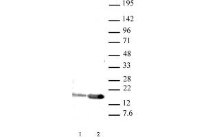 Western blot of Histone H3 acetyl Lys9 antibody (pAb).