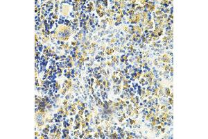 Immunohistochemistry of paraffin-embedded mouse spleen using VAPB Antibody (ABIN1876551) at dilution of 1:200 (40x lens). (VAPB Antikörper)