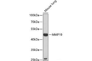 Western blot analysis of extracts of Mouse lung using MMP19 Polyclonal Antibody at dilution of 1:1000. (MMP19 Antikörper)