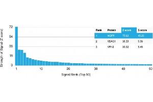 Analysis of Protein Array containing more than 19,000 full-length human proteins using NGFR Rabbit Recombinant Monoclonal Antibody (NGFR/1997R). (Rekombinanter NGFR Antikörper)