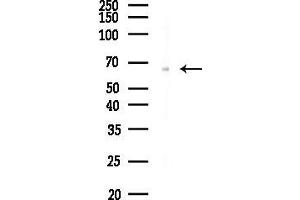 anti-Leucine Rich Repeat and Ig Domain Containing 1 (LINGO1) (C-Term) antibody