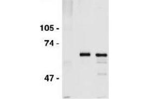 Western Blotting (WB) image for anti-Cell Division Cycle 6 Homolog (S. Cerevisiae) (CDC6) (AA 1-326) antibody (ABIN2451939) (CDC6 Antikörper  (AA 1-326))