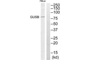 Western Blotting (WB) image for anti-Glucuronidase, beta (GUSB) (Internal Region) antibody (ABIN1850919) (Glucuronidase beta Antikörper  (Internal Region))