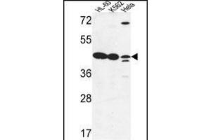 LFNG Antibody (Center) (ABIN653477 and ABIN2842898) western blot analysis in HL-60,K562,Hela cell line lysates (35 μg/lane). (LFNG Antikörper  (AA 86-114))