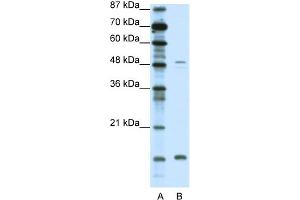 WB Suggested Anti-FBN1 Antibody Titration:  0.