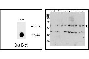 Image no. 1 for anti-Myc Proto-Oncogene protein (MYC) (pThr58) antibody (ABIN358293) (c-MYC Antikörper  (pThr58))